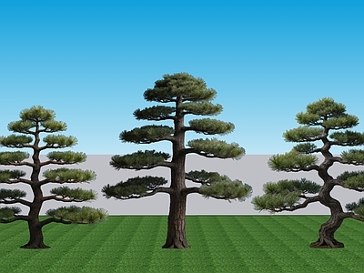 日式乔木 2D植物景观树 常绿针叶乔木黑松 景观树乔木黑松
