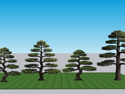 禅意乔木 2D植物景观树 常绿针叶乔木黑松 景观树乔木黑松