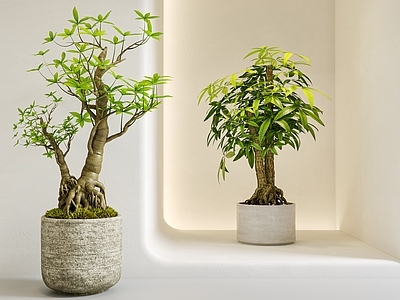 奶油风草本植物 发财树 绿植 盆栽 金钱树 富贵树