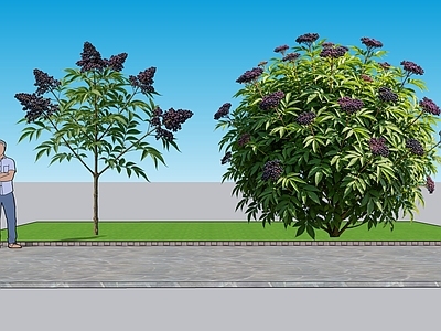 现代主义灌木 2D植物 观果类接骨木 绿化雕塑 绿化 绿植