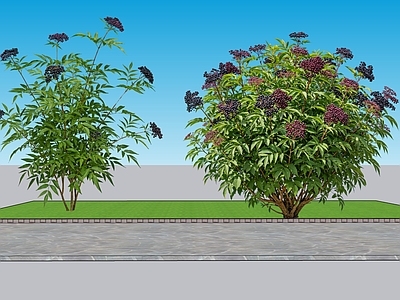 现代主义灌木 2D植物 观果类接骨木 绿化雕塑 绿化 绿植