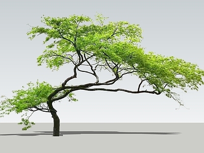 禅意乔木 2D羽毛枫 景观树 鸡爪槭 斜飘树 红枫