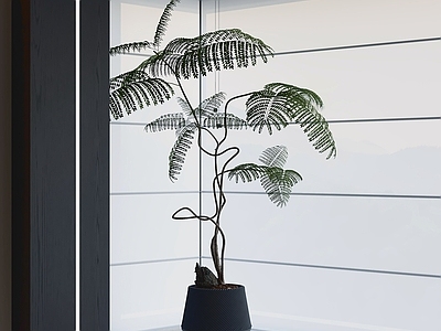 极简盆栽 盆栽 绿植 盆景 室内植物 植物摆件