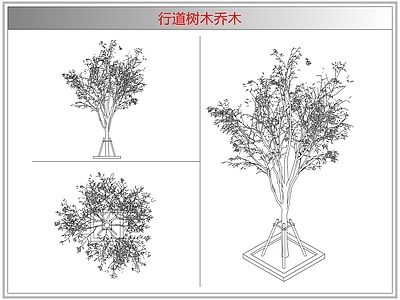 灌木种植 行道树木乔木