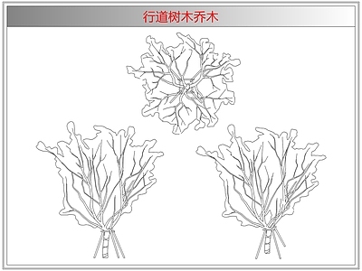 灌木种植 行道树木乔木