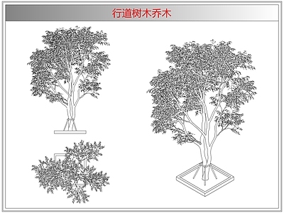 灌木种植 行道树木乔木