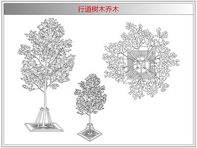 灌木种植 行道树木乔木