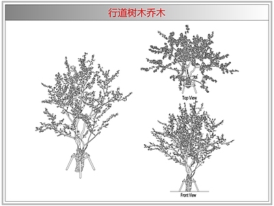 灌木种植 行道树木乔木
