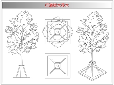 灌木种植 行道树木乔木