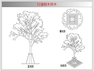 灌木种植 行道树木乔木
