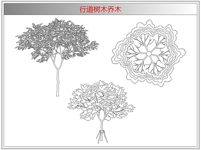 灌木种植 行道树木乔木