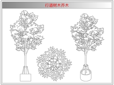 灌木种植 行道树木乔木