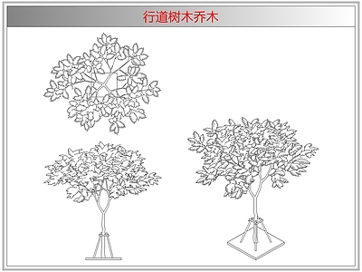灌木种植 行道树木乔木