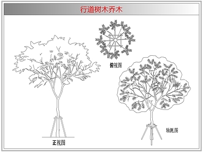 灌木种植 行道树木乔木