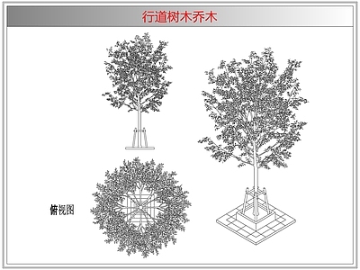 灌木种植 行道树木乔木
