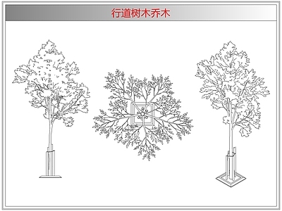 灌木种植 行道树木乔木