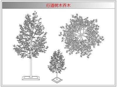 灌木种植 行道树木乔木