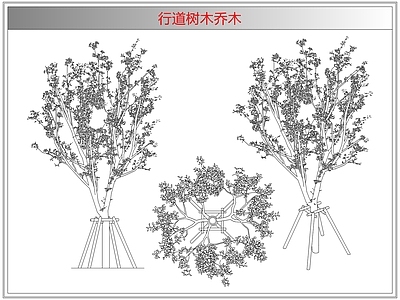 灌木种植 行道树木乔木