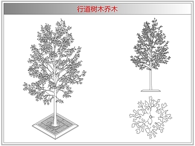 灌木种植 行道树木乔木