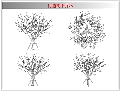 灌木种植 行道树木乔木