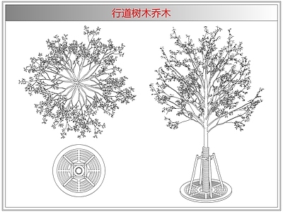 灌木种植 行道树木乔木