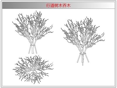 灌木种植 行道树木乔木