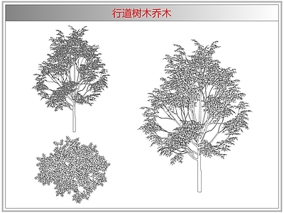 灌木种植 行道树木乔木