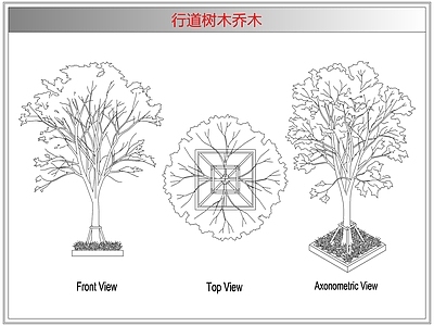 灌木种植 行道树木乔木