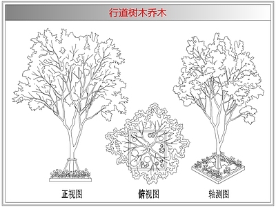 灌木种植 行道树木乔木