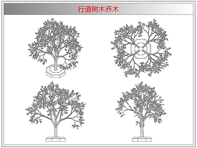 灌木种植 行道树木乔木