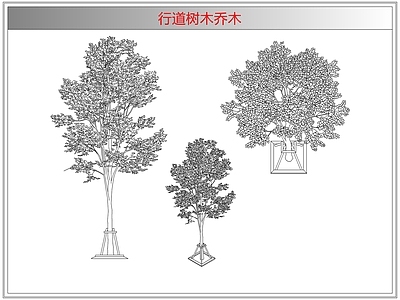 灌木种植 行道树木乔木