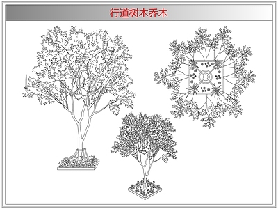 灌木种植 行道树木乔木