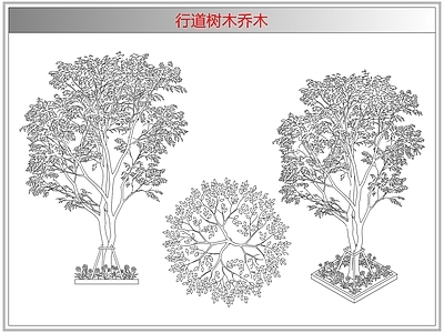灌木种植 行道树木乔木