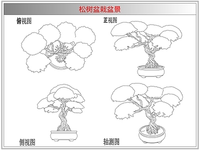 灌木种植 松树盆栽盆景