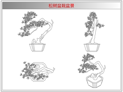 灌木种植 松树盆栽盆景