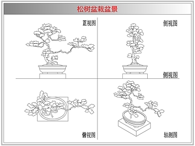 灌木种植 松树盆栽盆景