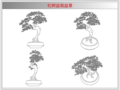 灌木种植 松树盆栽盆景