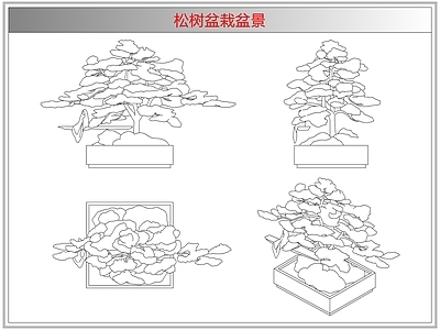 灌木种植 松树盆栽盆景