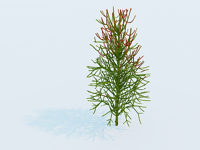极简草本植物 光棍树 红珊瑚