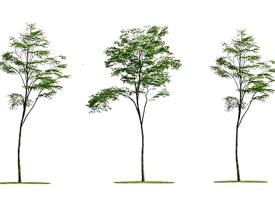 乔木 2D孤植树 景观树 庭院造景树 庭院小品