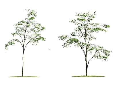 乔木 2D孤植树 景观树 庭院造景树 庭院小品 景观造景