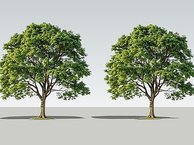 极简乔木 2D紫檀树 大树 景观树 行道树 橄榄树