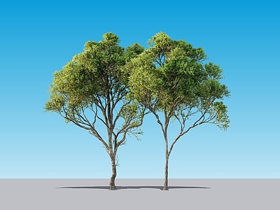 乔木 2D朴树 槭树 景观树 大树 行道树