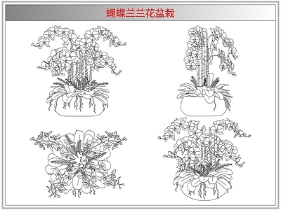 综合植物图库 蝴蝶兰兰花盆栽