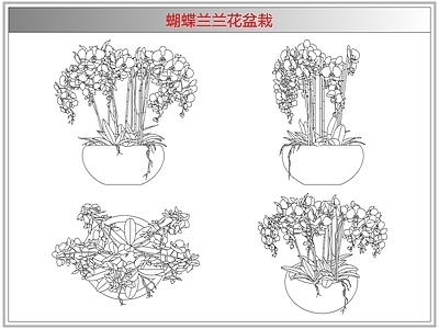 综合植物图库 蝴蝶兰兰花盆栽