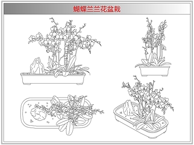 综合植物图库 蝴蝶兰兰花盆栽