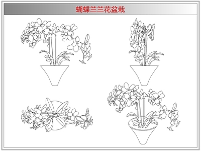 综合植物图库 蝴蝶兰兰花盆栽
