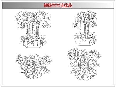 综合植物图库 蝴蝶兰兰花盆栽