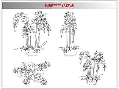 综合植物图库 蝴蝶兰兰花盆栽