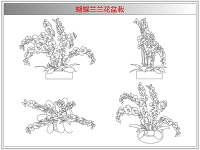综合植物图库 蝴蝶兰兰花盆栽